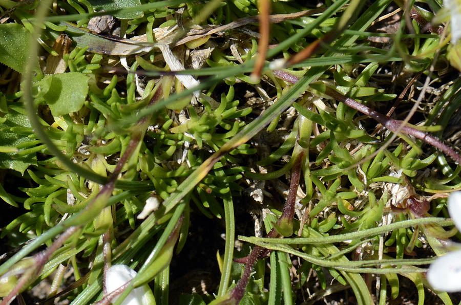 Minuartia recurva